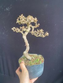 Antidesma acidum flower mini tree