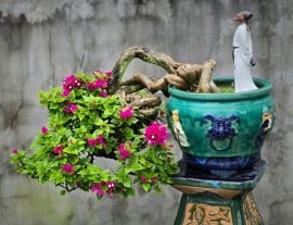 Hoa giấy già rực rỡ sắc hoa hợp mắt 0905865225