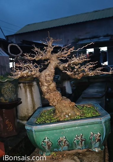 Mai chiếu thủy