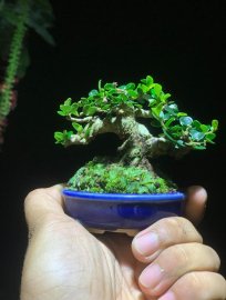 Sam núi trái siêu mini gl ae cao 5cm