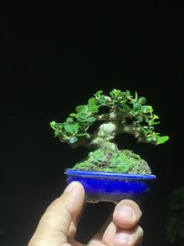 Sam núi trái siêu mini gl ae cao 5cm
