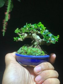Sam núi trái siêu mini gl ae cao 5cm