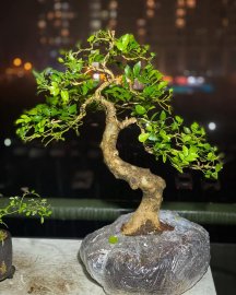 Nguyệt quế