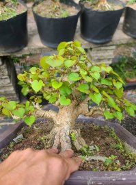 Bụt đài loan giá mềm cho anh em chơi.