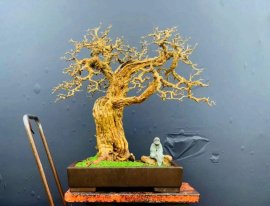 Hoa giấy già nua đây ạ!