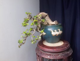 Em là Kim Tiền...