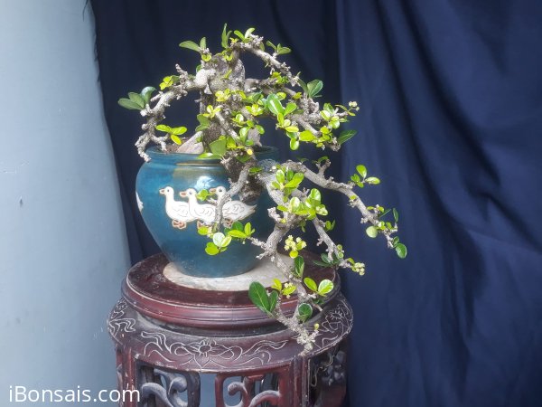 Em là Kim Tiền...