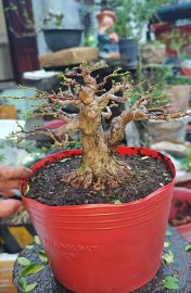 Mai chiếu thủy da đen chính hiệu