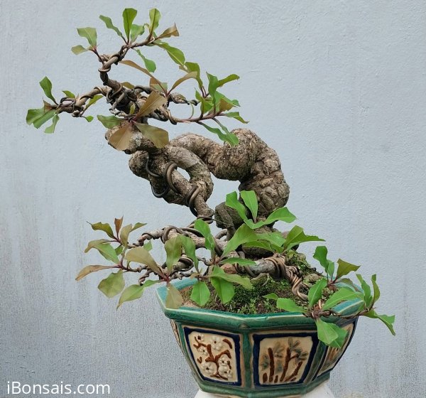 Red Barringtonia mini tree