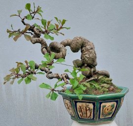 Red Barringtonia mini tree