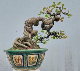 Red Barringtonia mini tree