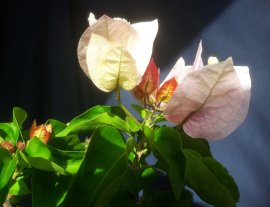 Em hoa Giấy đổi màu lại lên hoa...