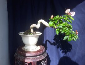 Em hoa Giấy đổi màu lại lên hoa...