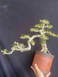 Antidesma acidum tree