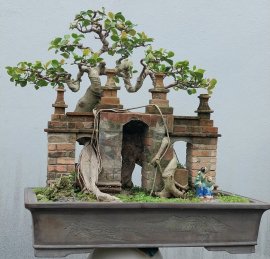 Si búp đỏ Bình Định ôm cổng làng