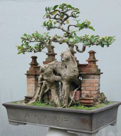 Si búp đỏ Bình Định ôm cổng làng