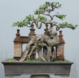 Ficus bonsai tree artwork