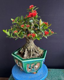 Lotus ixora tree with flowers