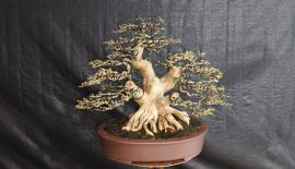 Sam hương