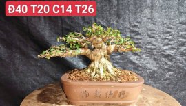 Water Jasmine trees