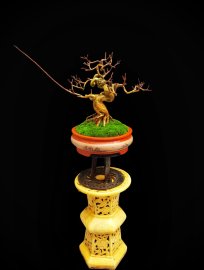 Tường vy hàng sưu tầm cho ae chơi