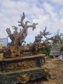 Hoàng anh mộc (duối)