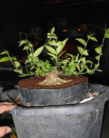 Mai chiếu thủy mini