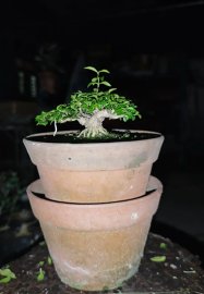 Mai Chiếu Thủy 5cm