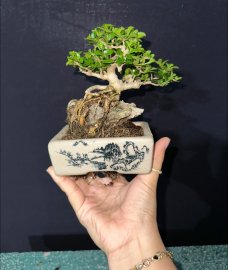 Premna bonsai mini tree overrock