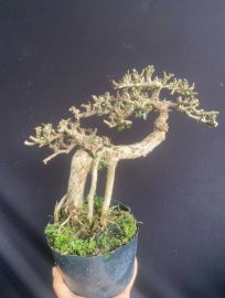 Antidesma acidum tree