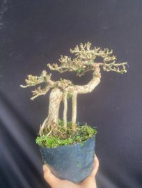 Antidesma acidum tree