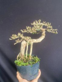 Antidesma acidum tree