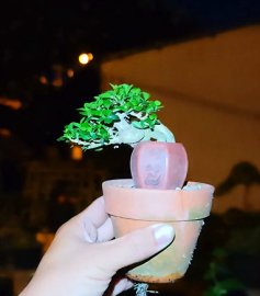 Premna cute mini tree