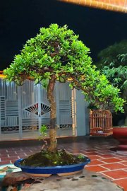 Scopolia nana bonsai tree