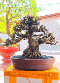 Mai Chiếu Thủy đen xì