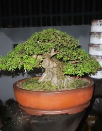 Bonsai mai chiếu thủy