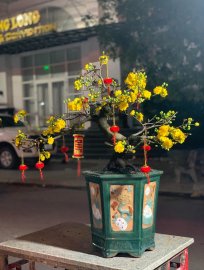 Yellow apricot bonsai tree at 28 Tet