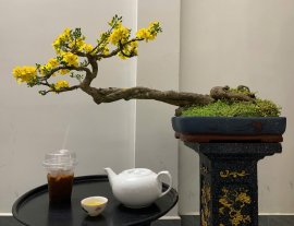 Đăng bán hộ ông anh 1 cây diệp quảng nam, hàng VIP