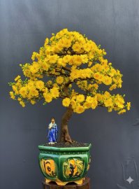 Yellow apricot bonsai tree