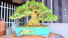 Water Jasmine bonsai tree full flowers