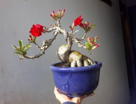 Sứ Thái rộ hoa chào Xuân...