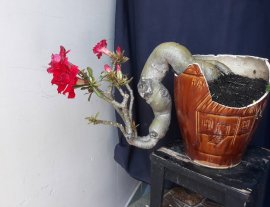 Em hoa Sứ đổ treo...