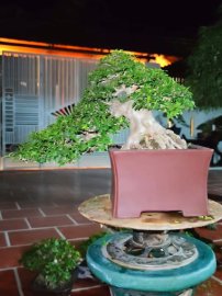 Water Jasmine bonsai tree
