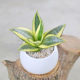 Mẫu sen đá làm quà tặng ngày 8-3