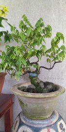 Khế Bonsai