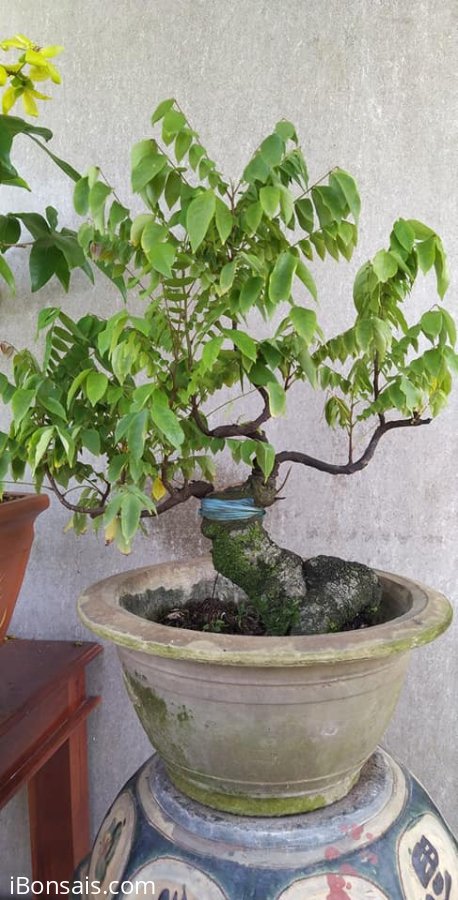 Khế Bonsai