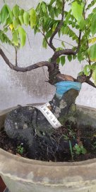 Khế Bonsai