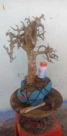 Cây sơn trắng mới về