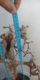 Cây sơn trắng mới về