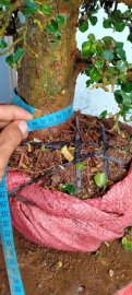 Cây quýt rừng mới về